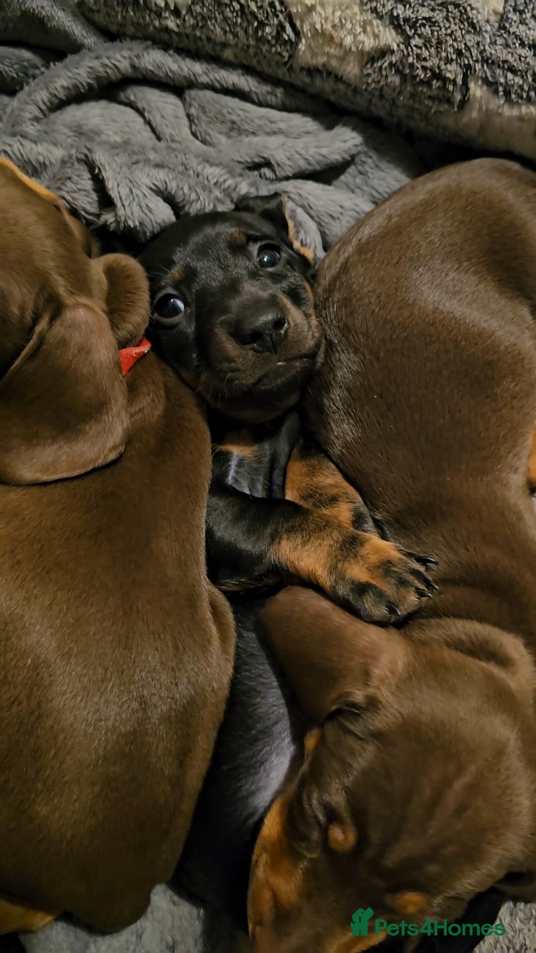 Miniature Dachshund dogs for stud: Miniature Dachshund for stud - Image 5