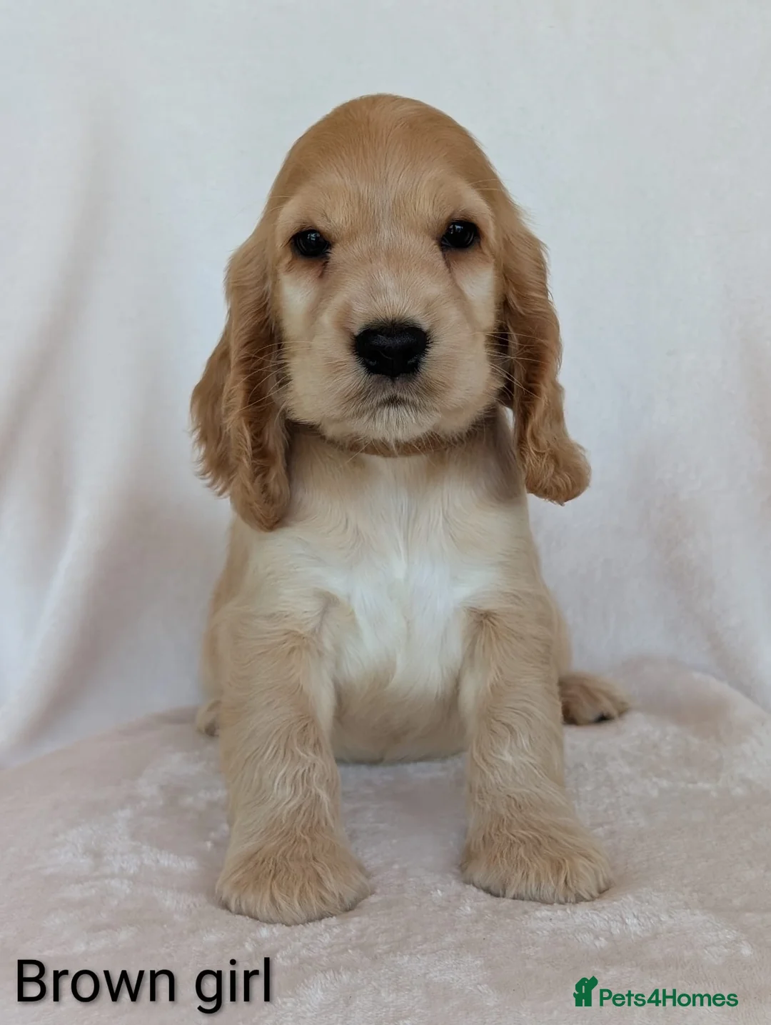 Cocker Spaniel dogs for sale: Adorable Show Cocker Spaniel puppies - Advert 2