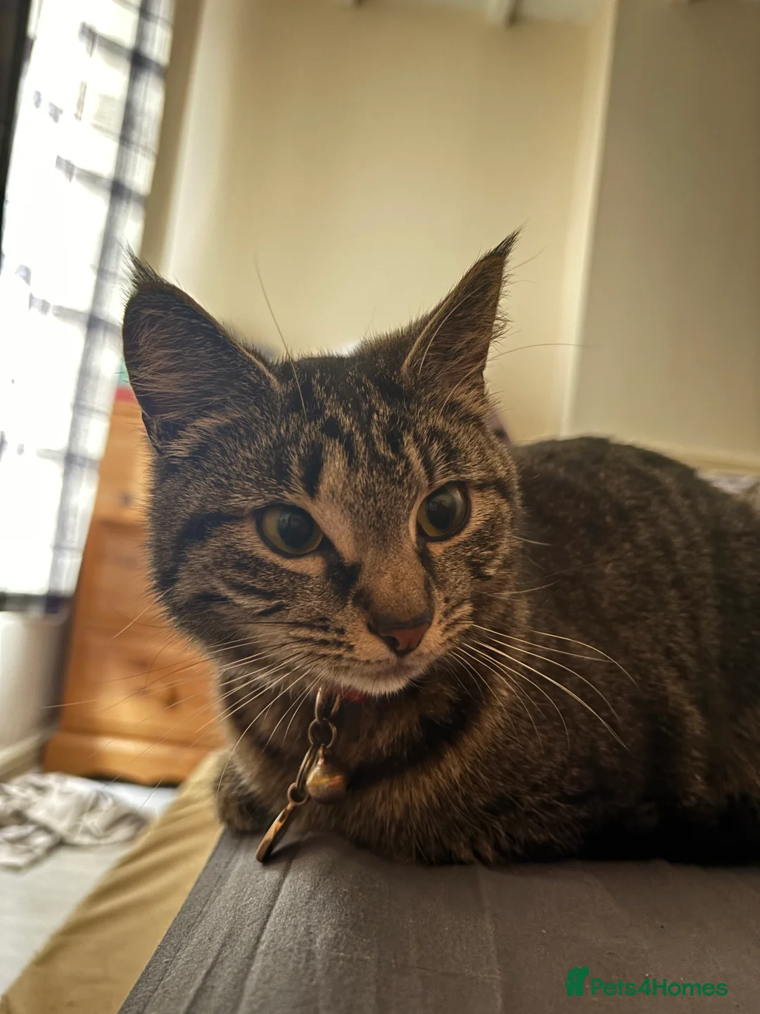 Mixed Breed cats for sale: Cat male and female - Advert 7