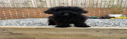 Mixed Breed dogs for sale: Australian Labradoodle cavapoo boy stunning ⭐️  - Advert 7