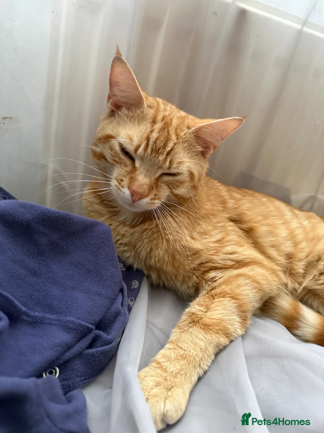British Shorthair cats for sale: Male Ginger Cat for Sale, 1.5 Years in Southend-on-Sea - Advert 1
