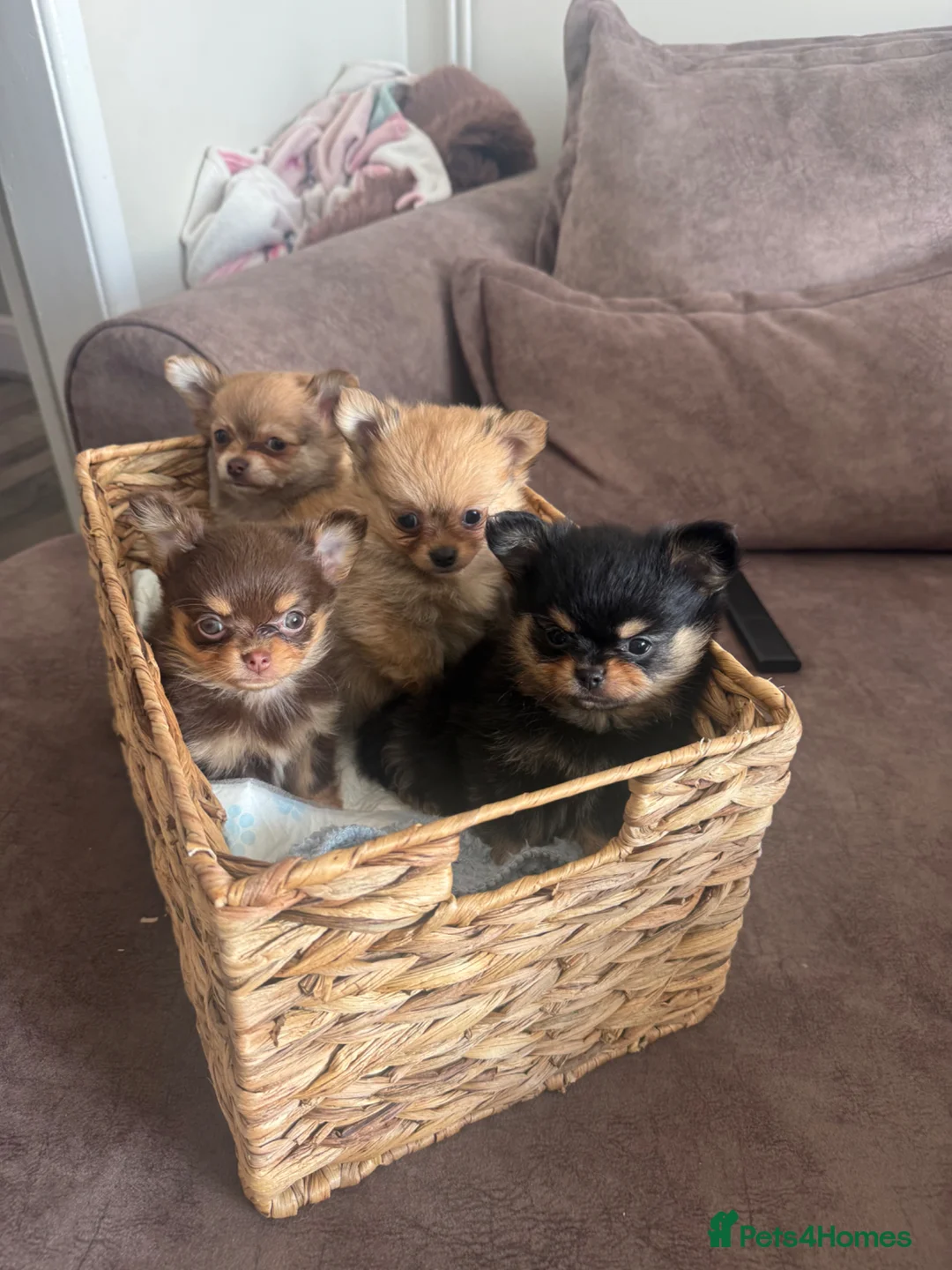 Pomchi dogs for sale: Pomchi puppy 1 GIRL LEFT READY NOW  - Advert 2