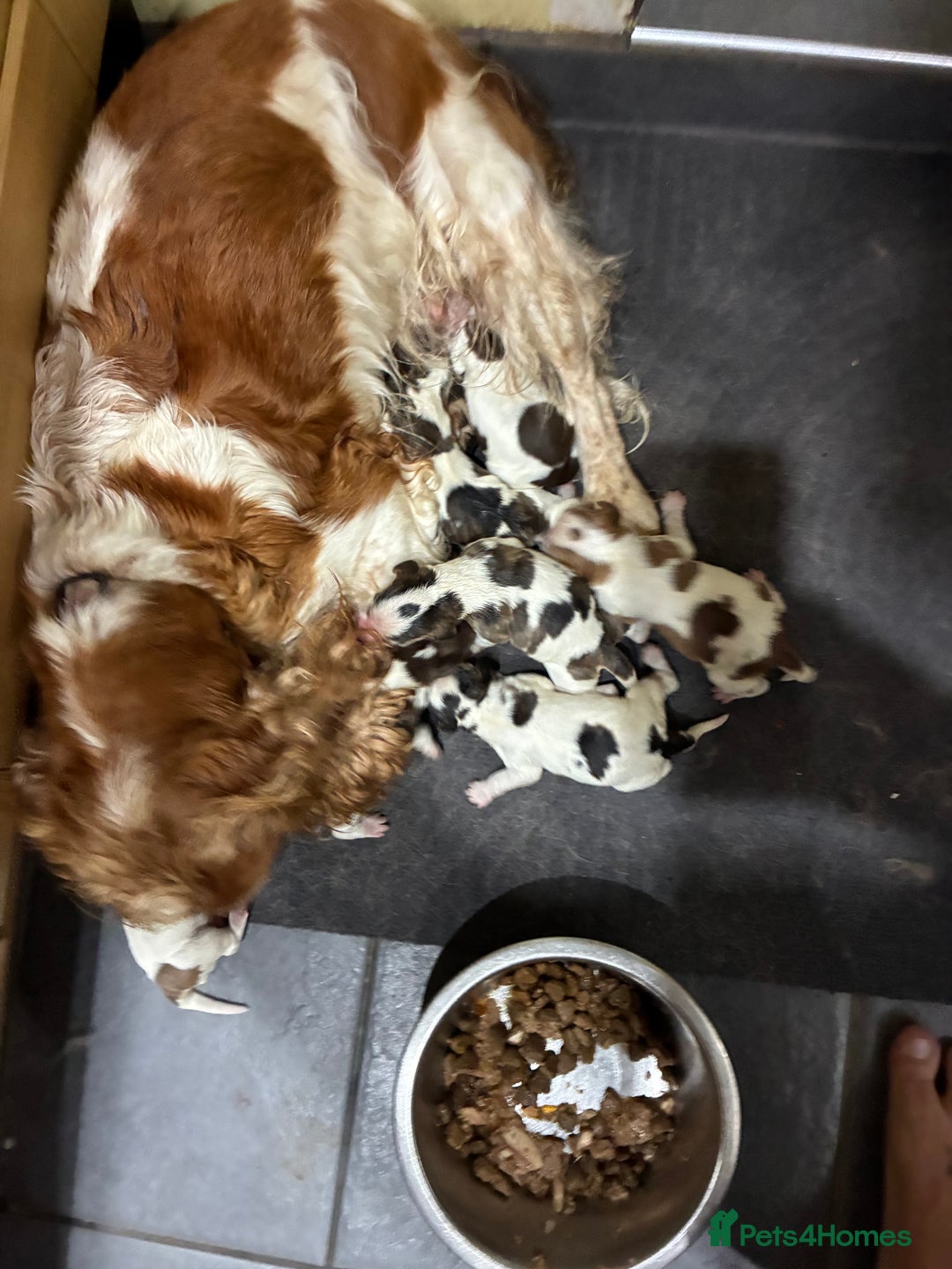 Cocker Spaniel dogs for sale: Show cocker spaniels - both parents family pets  - Image 4