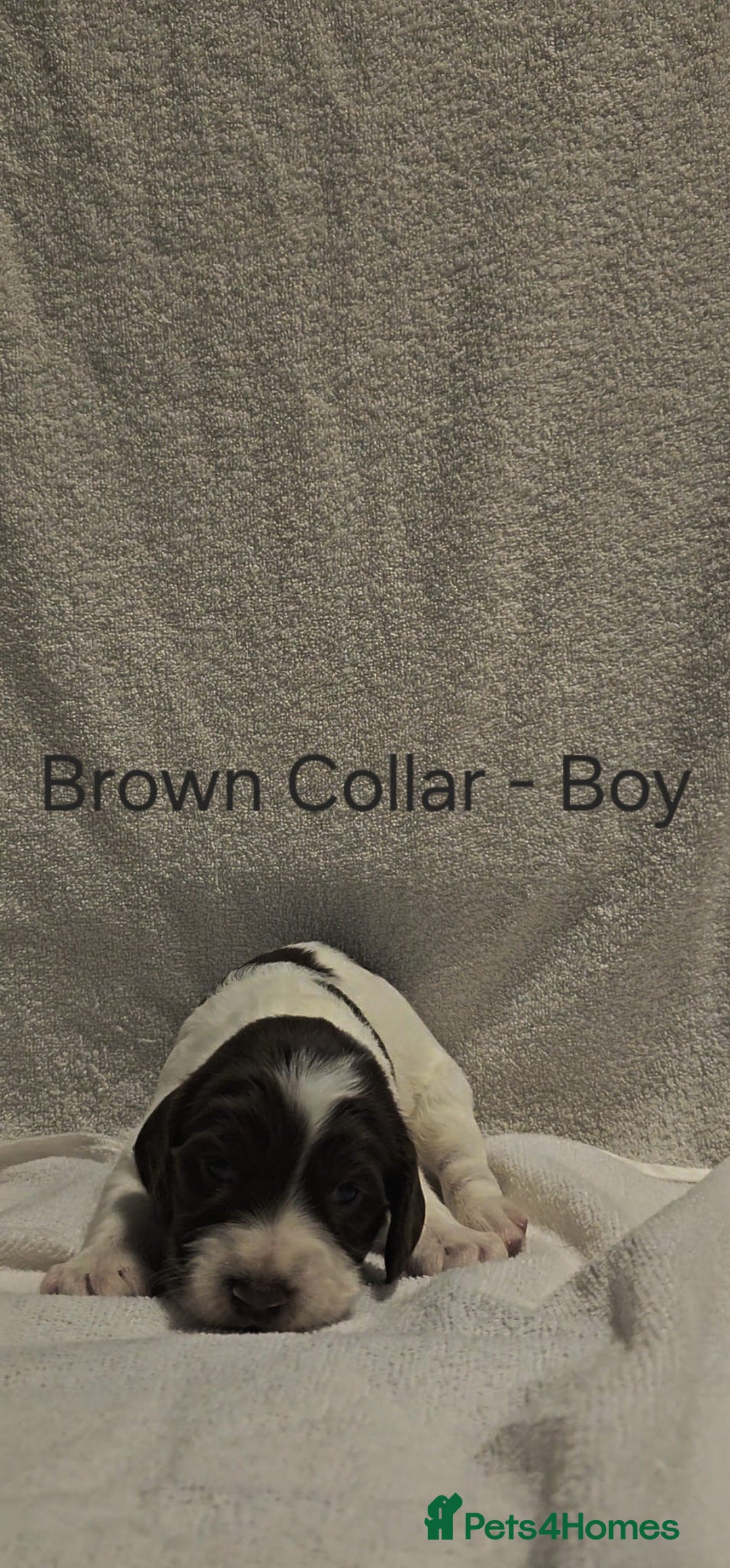 Sprocker dogs for sale: Adorable Sprocker Puppies  - Image 11