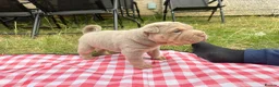 Shar Pei dogs for sale: KC REGISTERED RARE LILAC TAN SHAR-PEI - Advert 26