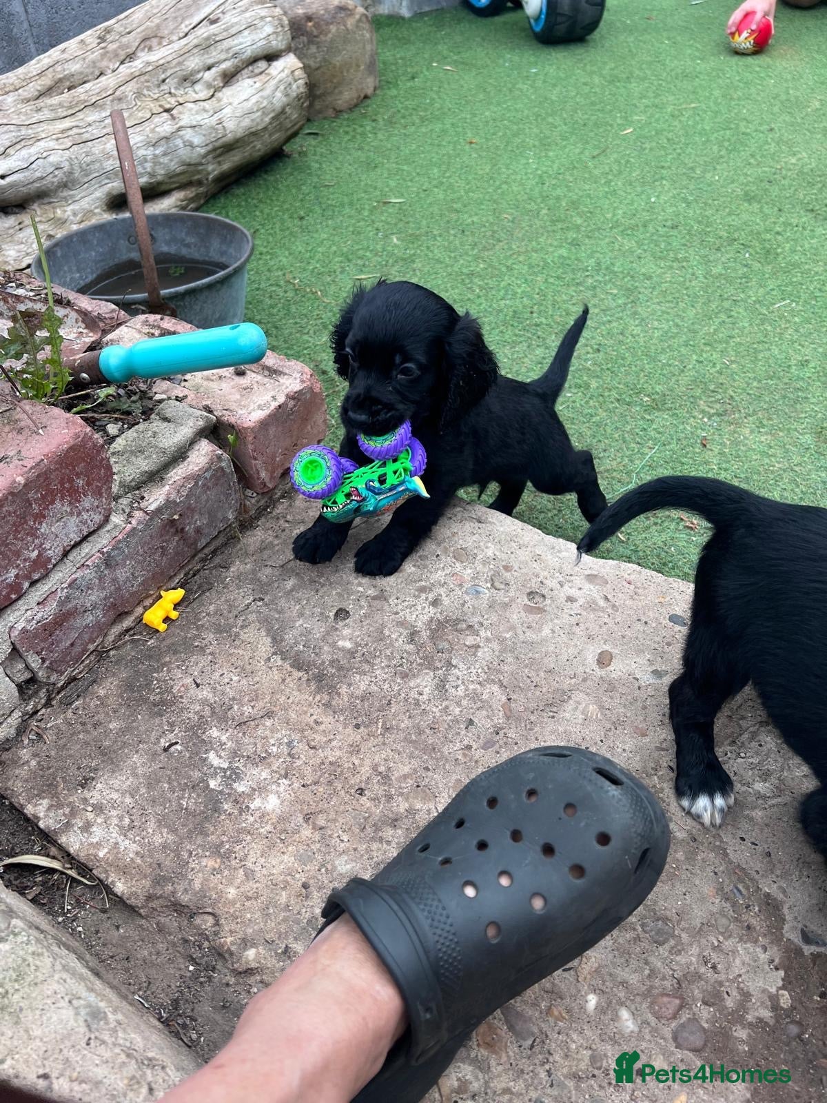 Cocker Spaniel dogs Working Cockers ready for new home  - Advert 6