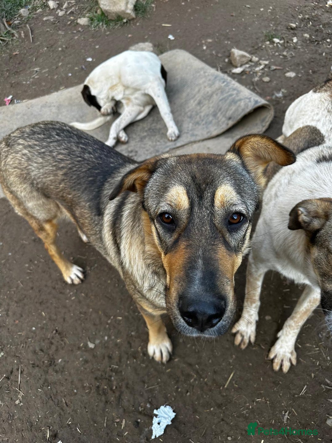 Mixed Breed dogs for adoption: Lizzie is looking for a dog sibling!  - Advert 7