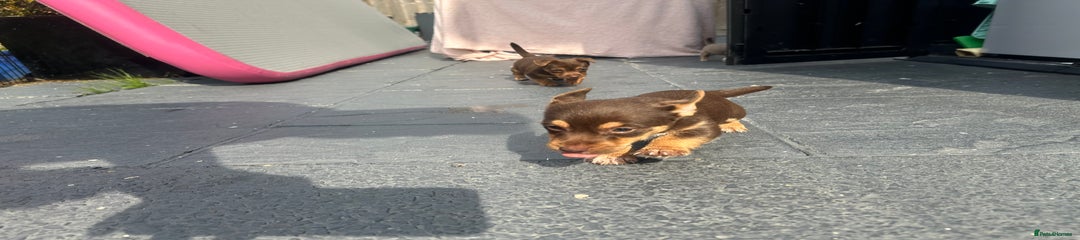 Jack Russell Puppy 1