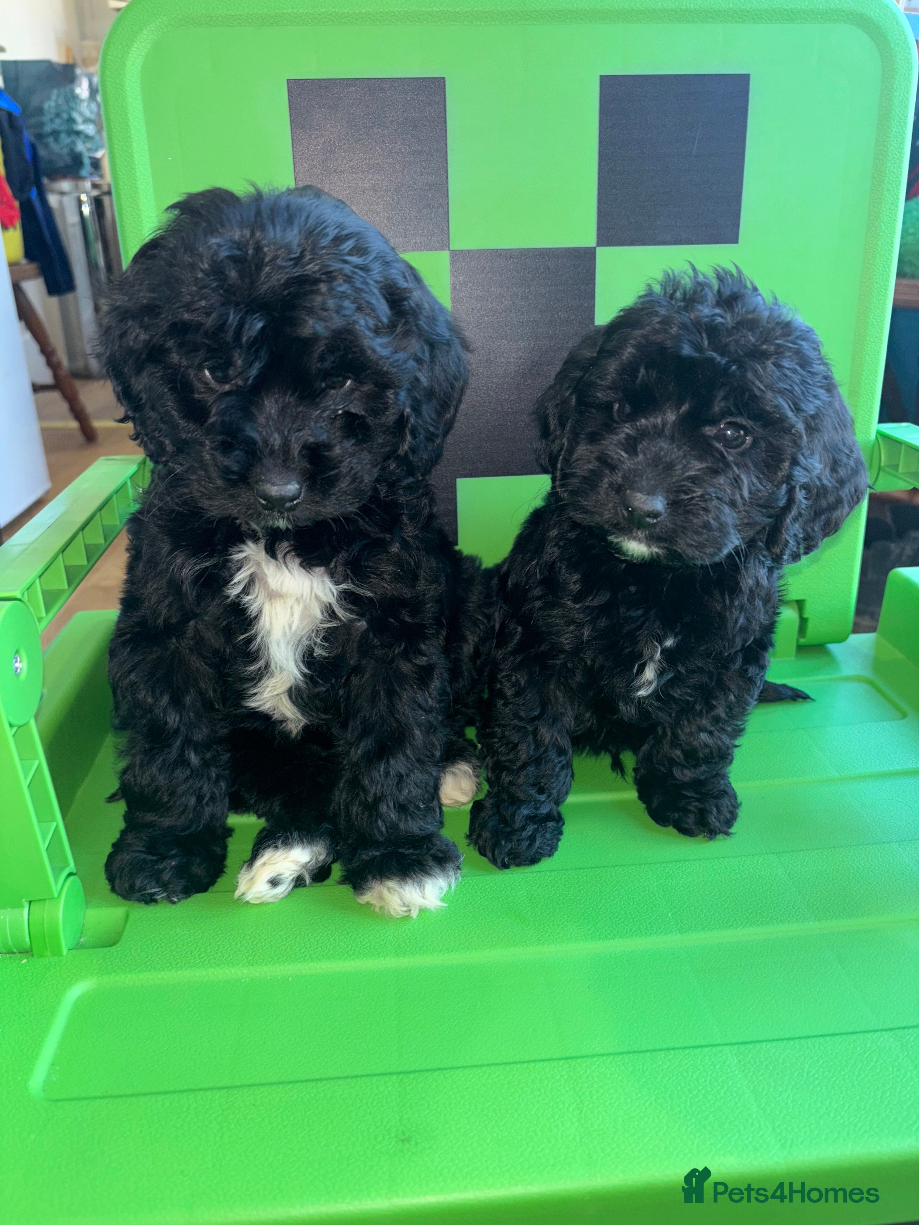 Cockapoo dogs Vaccinated Cockapoo Puppies  - Advert 4