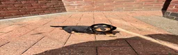 Miniature Dachshund dogs for sale: Long Haired - READY NOW. - Advert 23