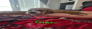 Basset Hound 3