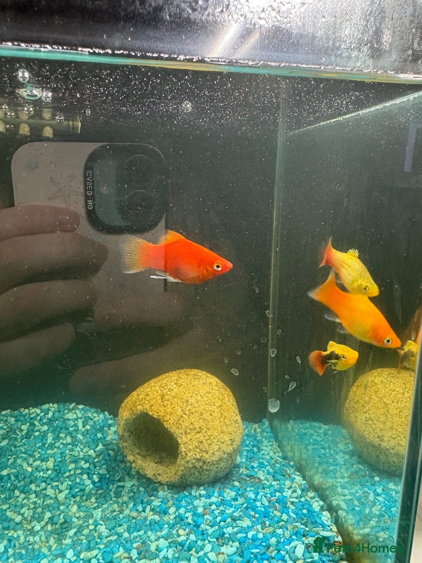 Platies fish URGENT. PLATY + 1 MINNOW NEED REHOMING - Advert 1
