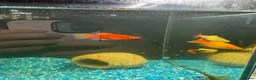 Platies fish for sale: URGENT. PLATY + 1 MINNOW NEED REHOMING in Burton-on-Trent - Advert 1