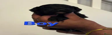 Cockapoo 3