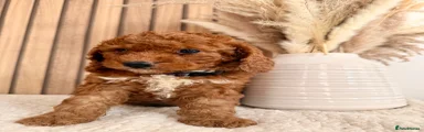 Cockapoo 2