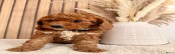 Cockapoo dogs for sale: F1B Red cockapoo puppies  in Bridgend - Advert 4