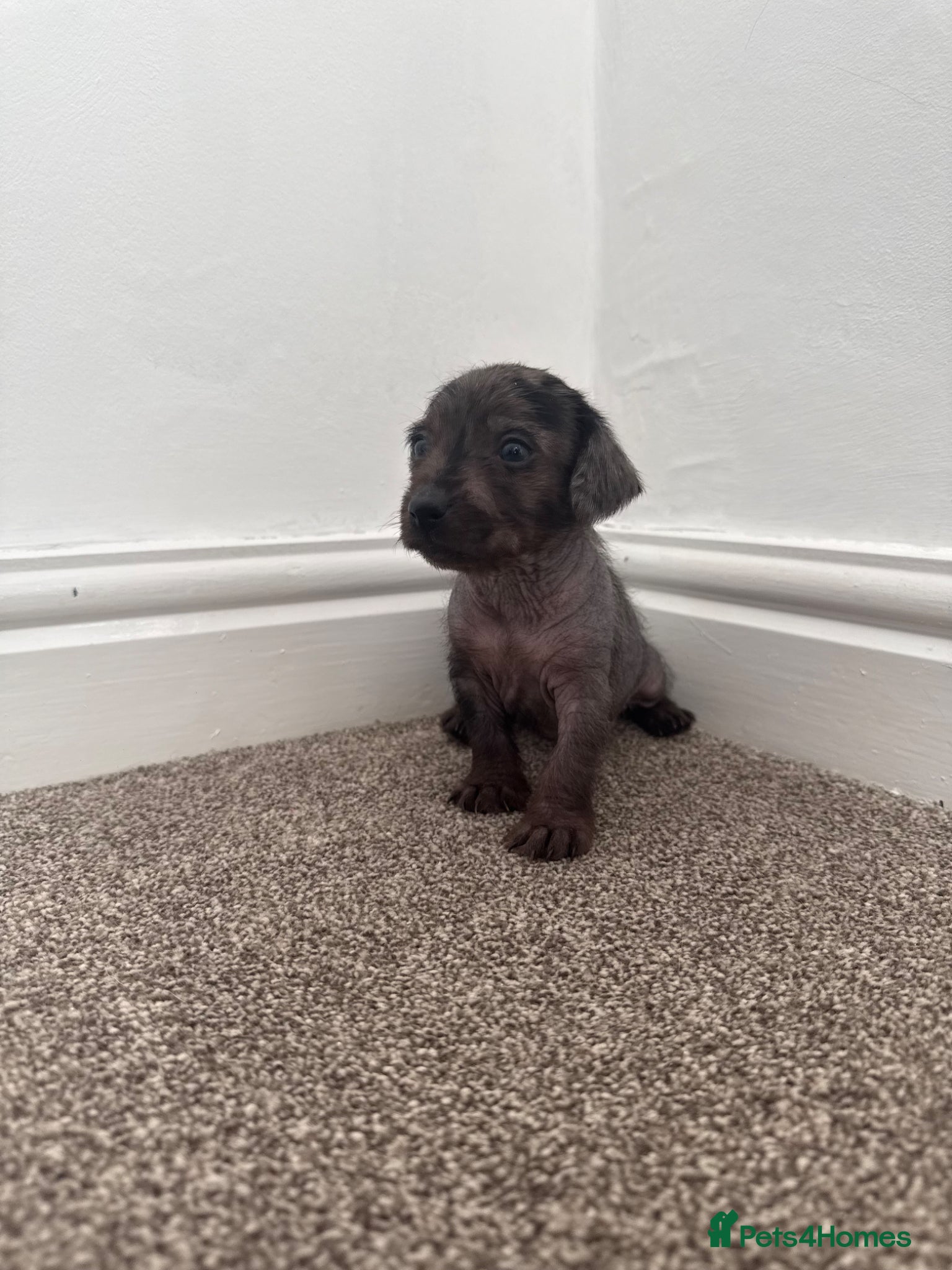 Mixed Breed dogs Dachshund x Cross puppies  - Advert 3