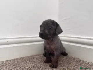Mixed Breed dogs Dachshund x Cross puppies - Advert 3