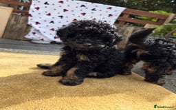 Cavapoo dogs for sale: Cavapoo puppies NEED HOME  - Image 17
