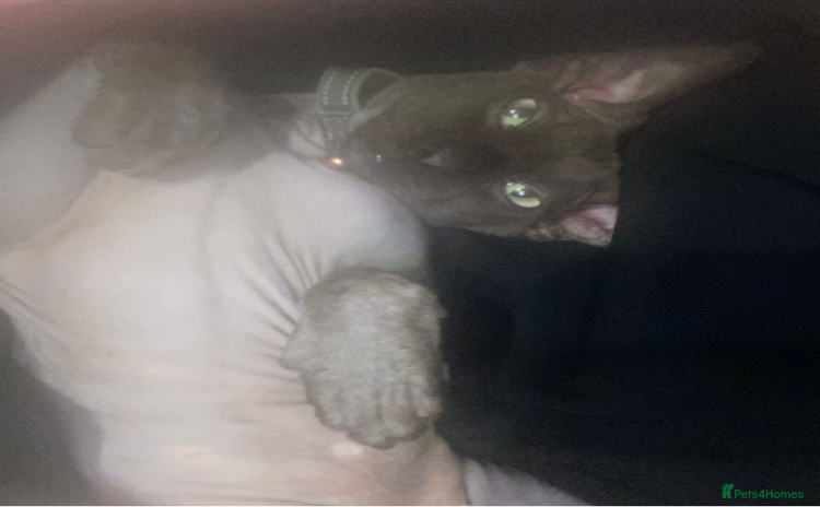 Sphynx cats - Advert 1