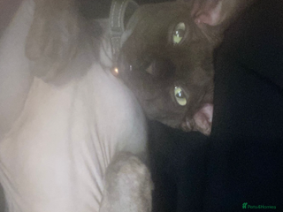 Sphynx cats - Advert 11