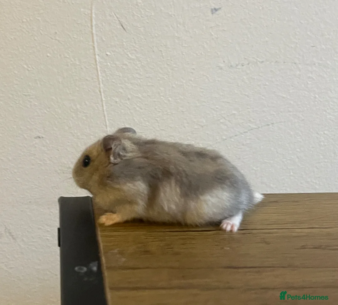 Hamster rodents for sale: Winter white dwarf hamster  in Manchester - Advert 16
