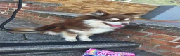 Pomsky dogs for sale: Stunning Pomsky Female 1yr - Advert 3