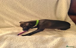 Italian Greyhound dogs for sale: Beautiful italian greyhound  - Image 2