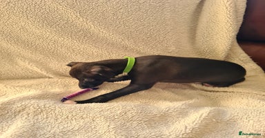 Italian Greyhound dogs - Advert 12