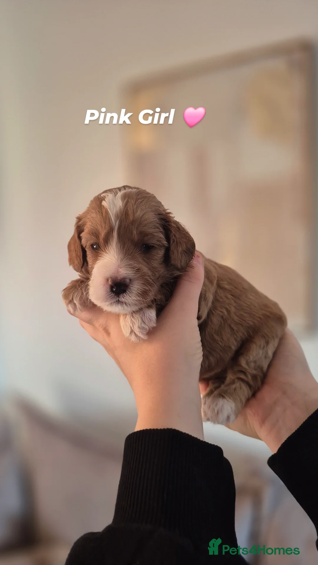 Cockapoo dogs for sale: Last boy remaining. F1B red cockapoo puppies - Advert 34