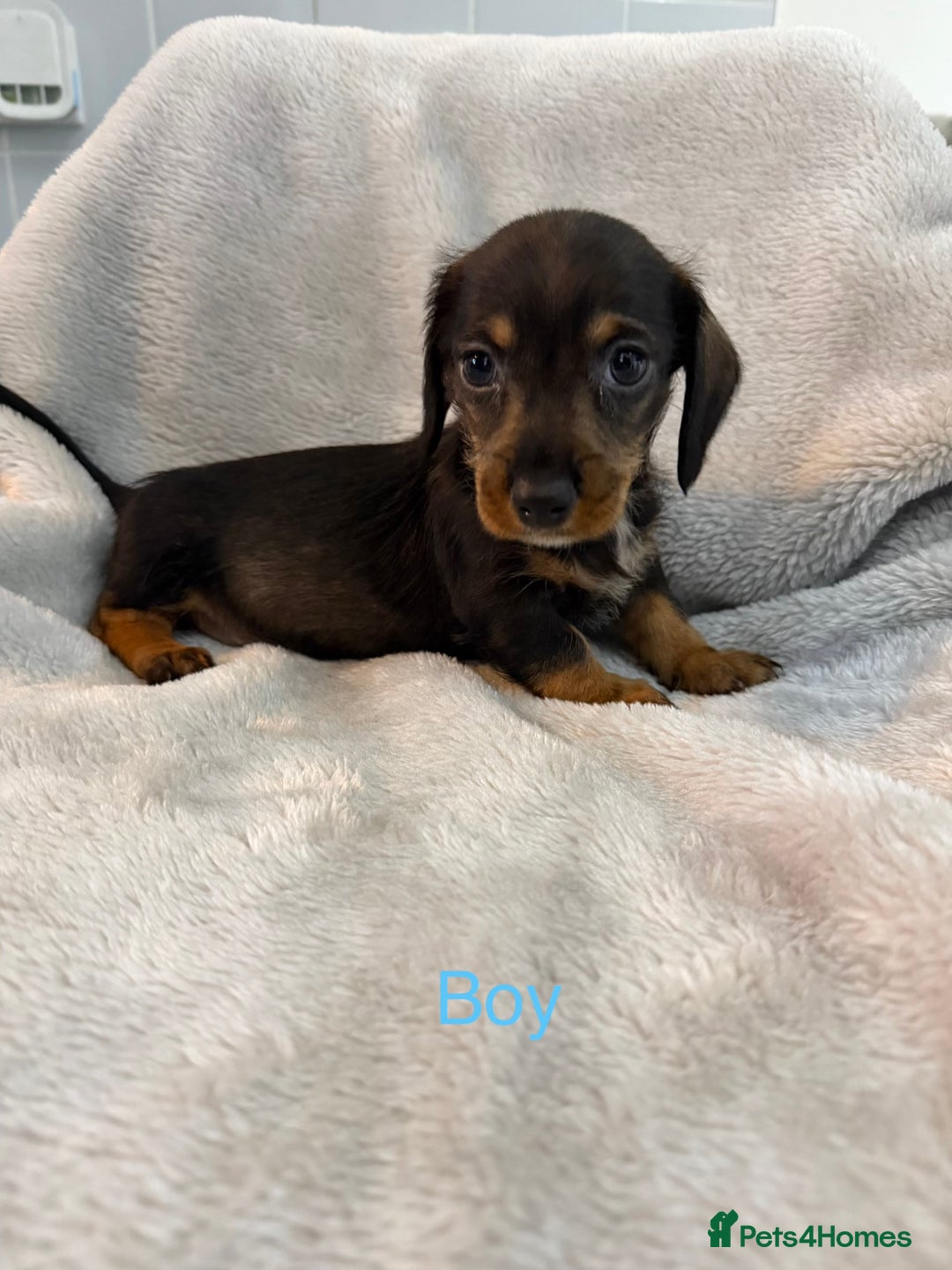 Dachshund dogs for sale: Long haired dachshund  - Advert 3