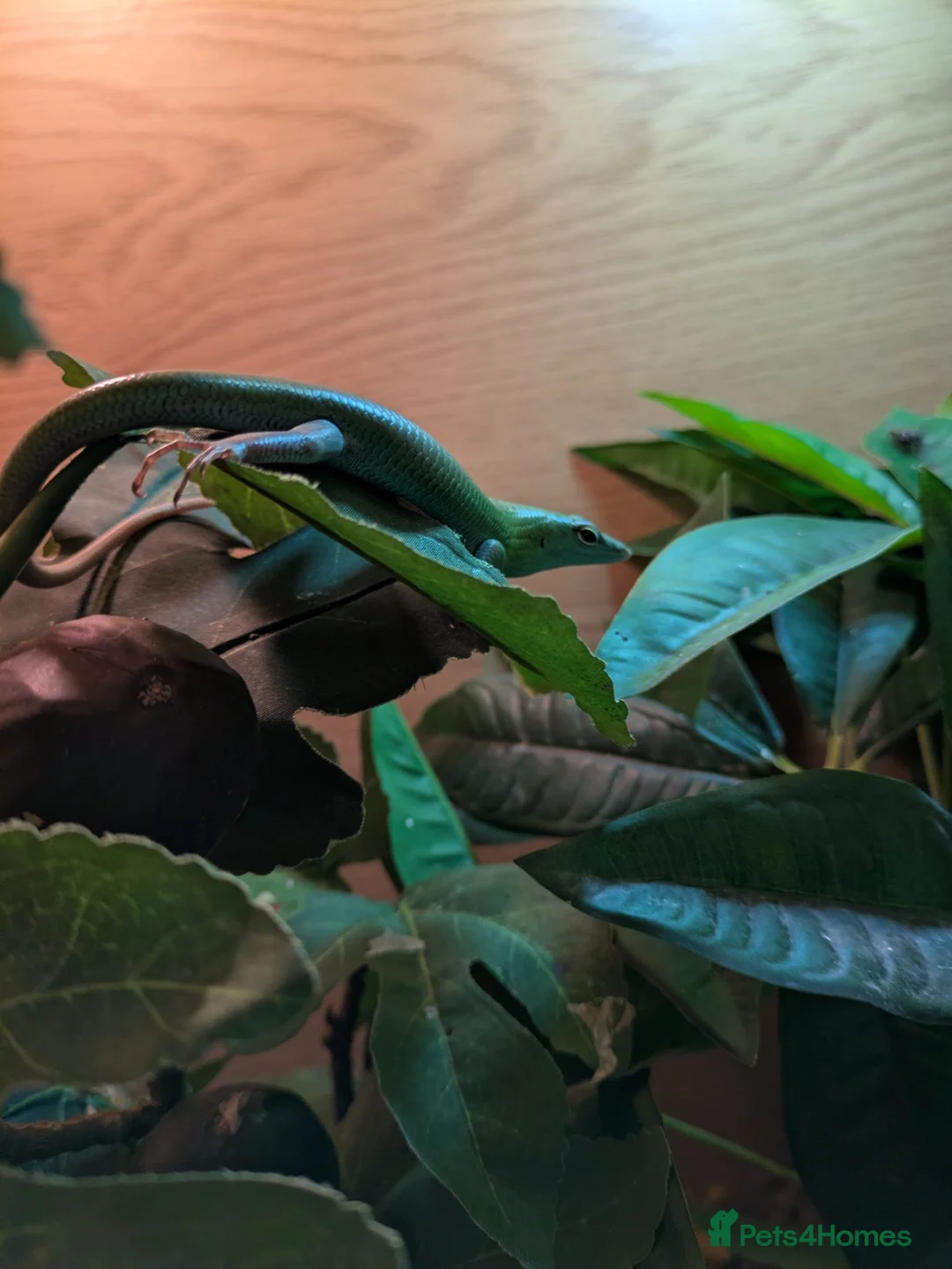 Skink reptiles for sale: Male emerald tree skink  - Advert 1