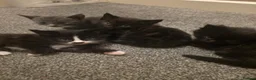 Mixed Breed cats for sale: 5 kitten's Ready now - Advert 7