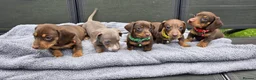 Dachshund dogs for sale: Dacshund Puppies Ready on 27/6!!! - Advert 22