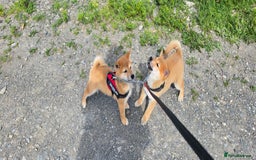 Japanese Shiba Inu dogs for sale: Stunning Shibas  in Llanybydder - Image 23