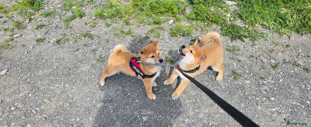 Japanese Shiba Inu dogs for sale: Stunning Shibas  in Llanybydder - Image 23