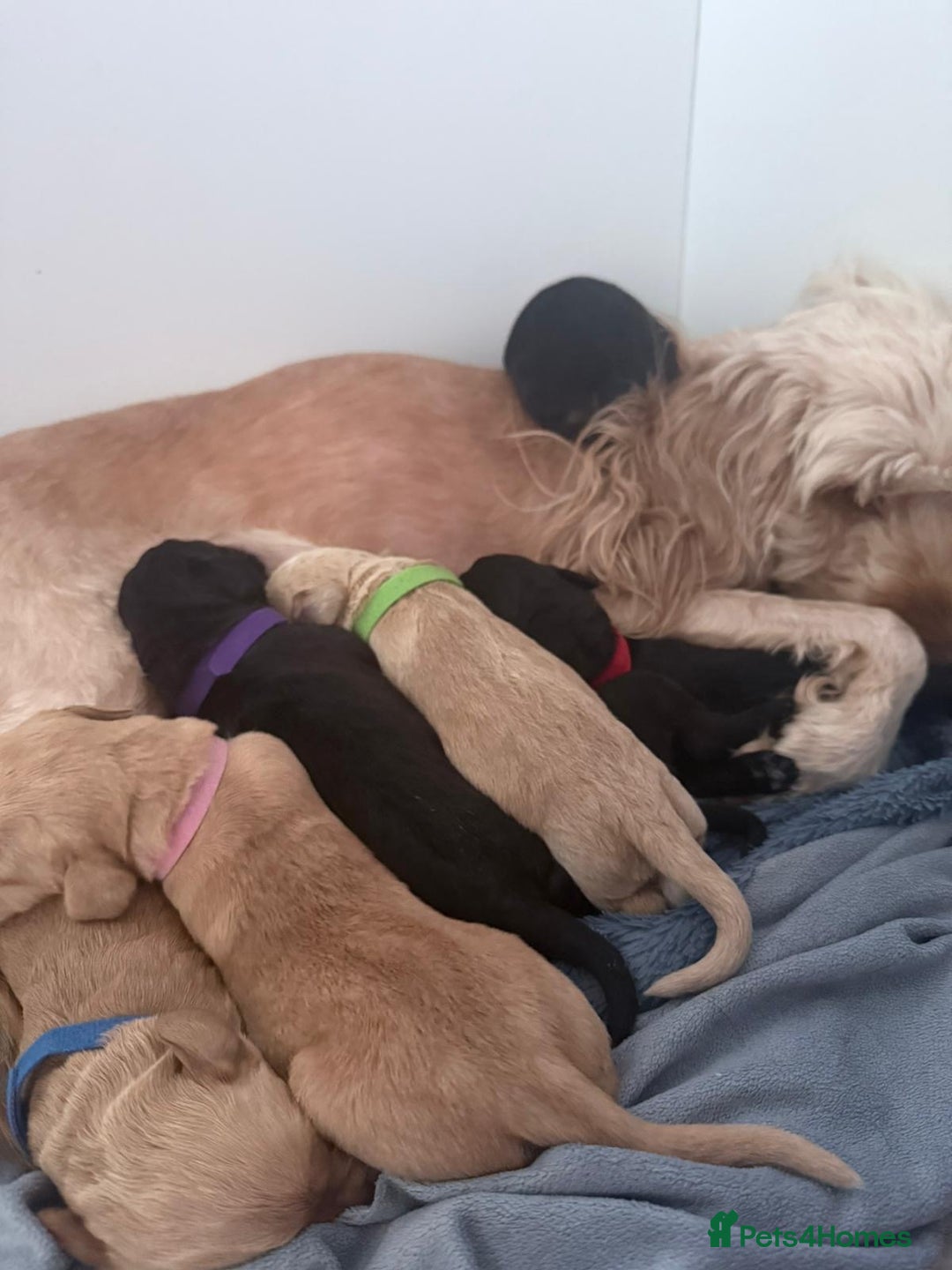 Mixed Breed dogs for sale: Beautiful unique puppies  - Image 11