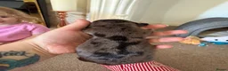 Dachshund dogs for sale: Stunning dachshund babies  - Advert 18