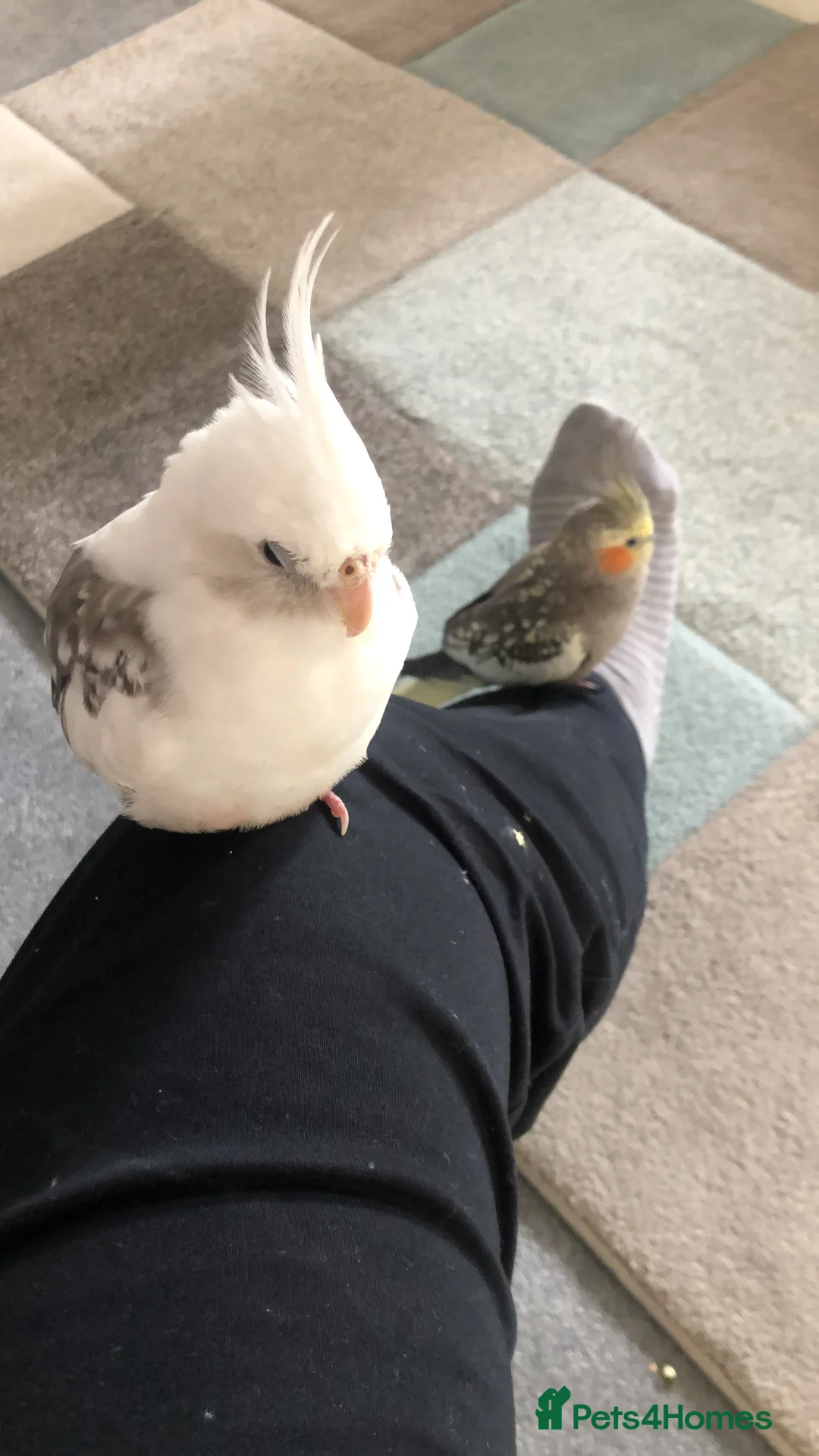 Cockatiels birds for sale: Two Loving Female Cockatiels for Rehoming - Advert 26