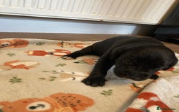 Springador dogs for sale: Springadors from working puppies  - Image 12