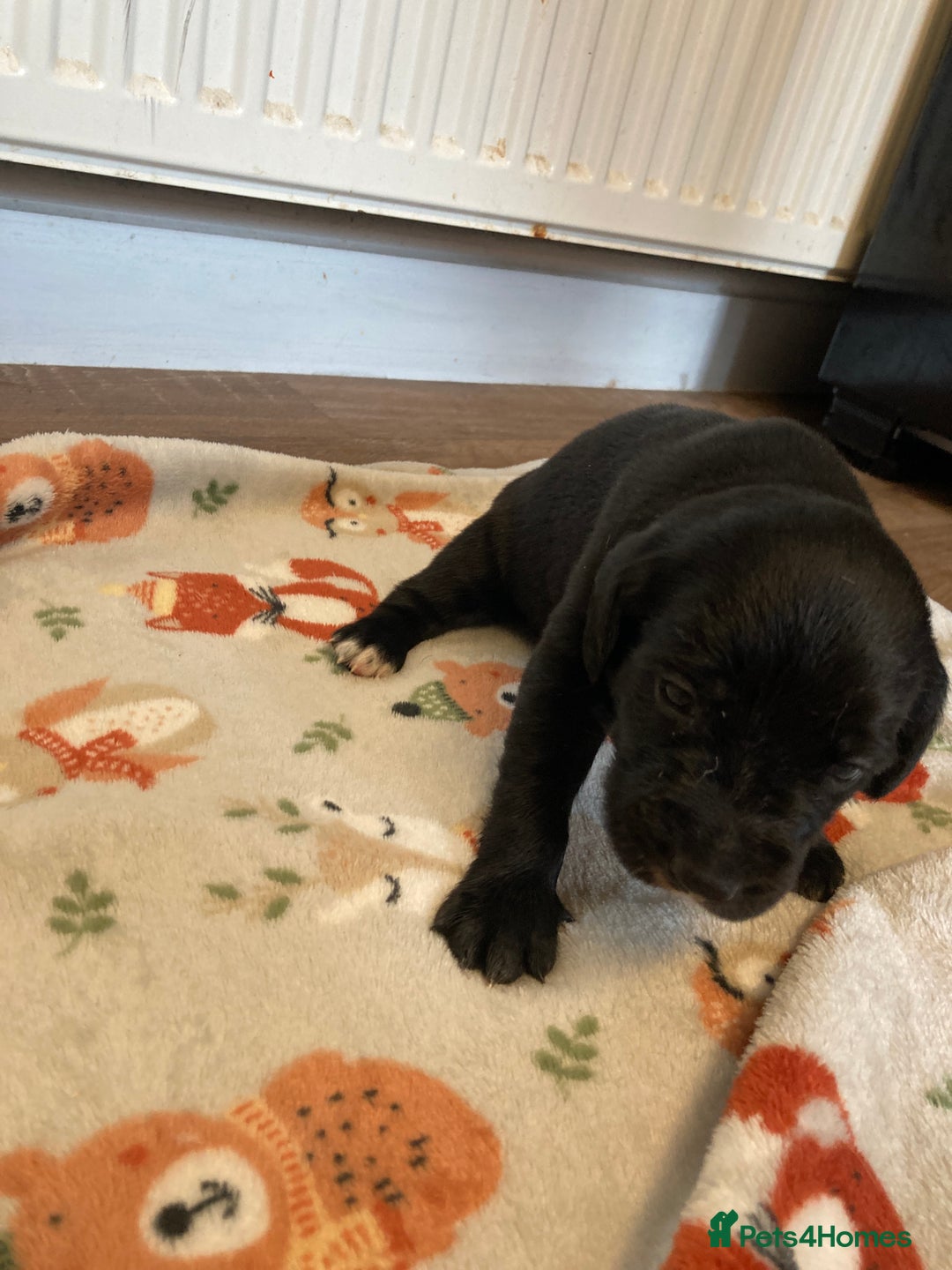 Springador dogs for sale: Springadors from working puppies  - Image 12