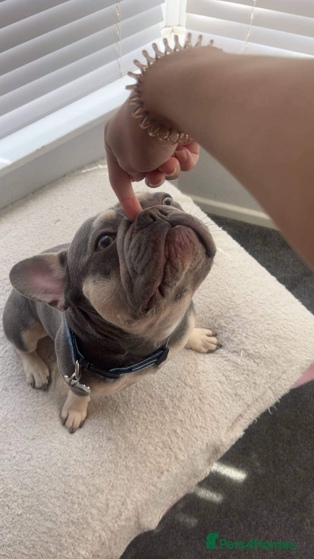 French Bulldog dogs for stud: Ronnie the French bulldog  - Advert 3