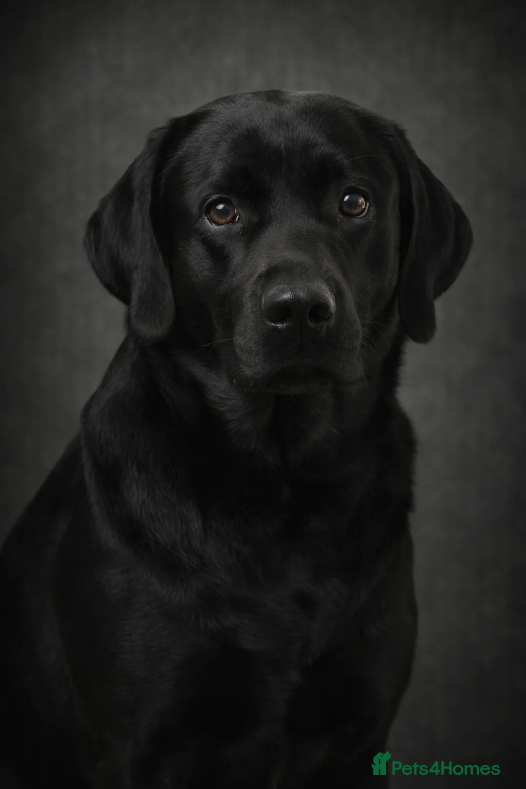 Labrador Retriever dogs for stud: 'Ozzy' Pedigree black lab for stud - Advert 2