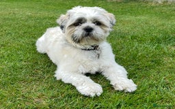 Shih Tzu dogs for stud: Shih Tzu FOR STUD ONLY - Image 10