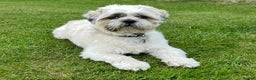 Shih Tzu dogs for stud: Shih Tzu FOR STUD ONLY - Advert 10