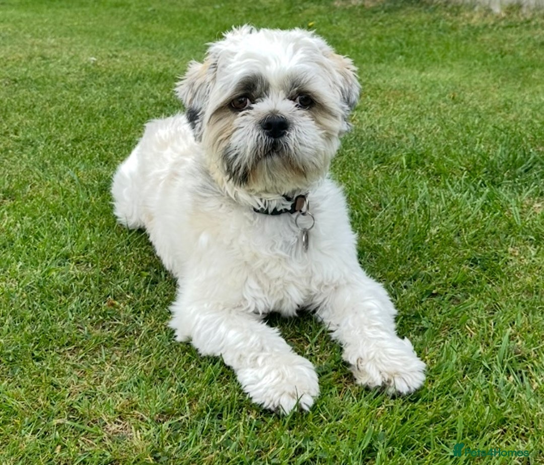 Shih Tzu dogs for stud: Shih Tzu FOR STUD ONLY - Image 10