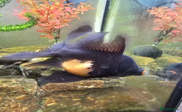 Fancy Goldfish fish - Advert 8