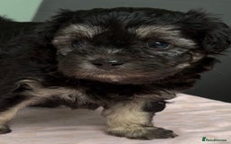 Maltipoo dogs for sale: Beautiful maltipoo puppies - Image 3