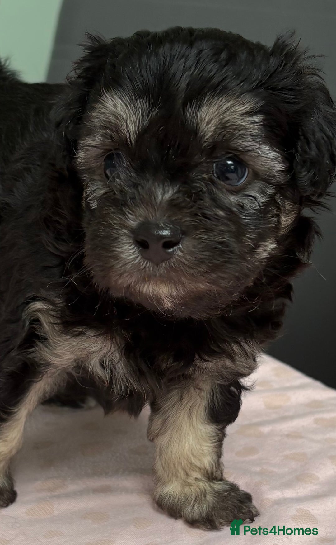 Maltipoo dogs for sale: Beautiful maltipoo puppies - Image 3