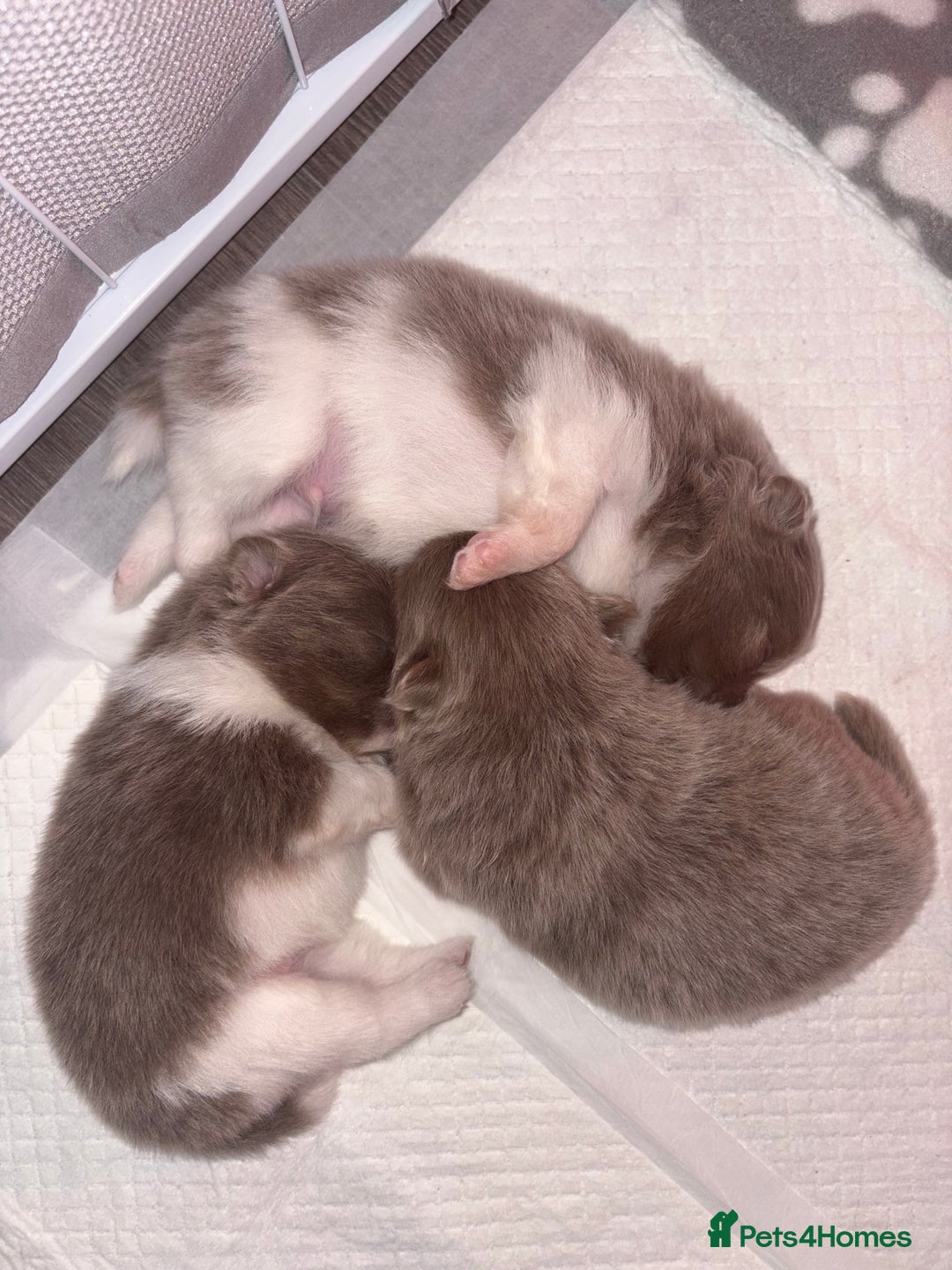 Pomeranian dogs for sale: ✨NEW LOWERED PRICE✨ Pomeranian puppies 🐶  - Image 18
